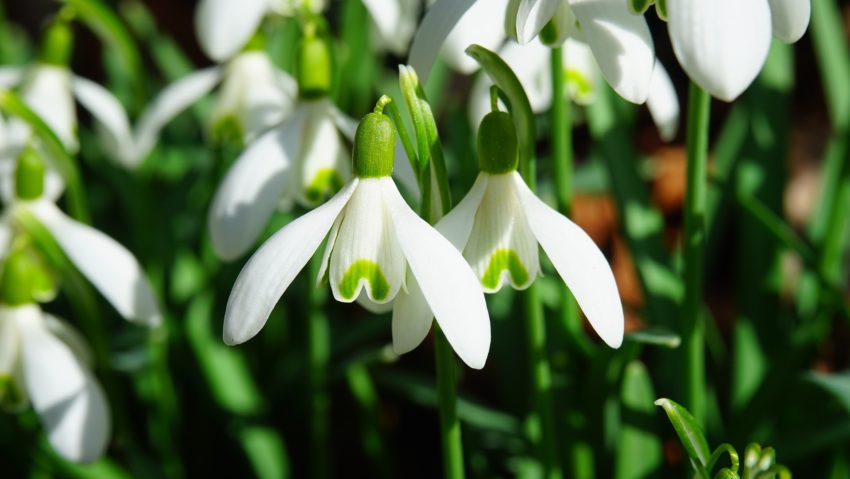 PROGNOZĂ METEO: Primăvară capricioasă, cu temperaturi normale, dar pericol de inundaţii PROGNOZĂ METEO: Primăvară capricioasă, cu temperaturi normale, dar pericol de inundaţii