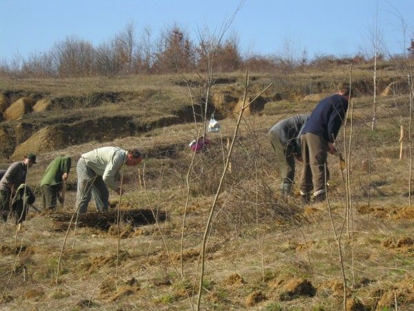 În Caraş-Severin împăduririle sunt în toi: trendul acestora este în creştere de la un an la altul În Caraş-Severin împăduririle sunt în toi: trendul acestora este în creştere de la un an la altul