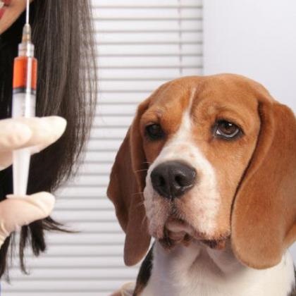 Medicii veterinari în alertă: Epidemie de jigodie într-un oraş din Banat şi împrejurimile acestuia Medicii veterinari în alertă: Epidemie de jigodie într-un oraş din Banat şi împrejurimile acestuia