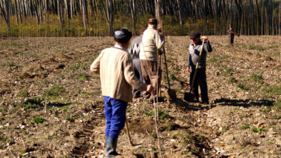Caraş-Severin: Regenerarea fondului forestier – o prioritate pentru silvicultorii bănăţeni