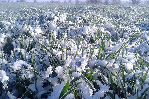 Vremea rea şi frigul, dau fiori agricultorilor: În plină campanie de primăvară lucrările sunt înţepenite Vremea rea şi frigul, dau fiori agricultorilor: În plină campanie de primăvară lucrările sunt înţepenite