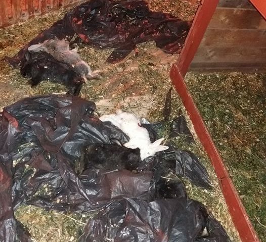 Iepurii de Paşti din faţa primăriei, sfâşiaţi de câinii vagabonzi Iepurii de Paşti din faţa primăriei, sfâşiaţi de câinii vagabonzi