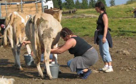 Bani de la Uniunea Europeană pentru micii producători de lapte Bani de la Uniunea Europeană pentru micii producători de lapte