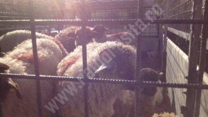 Un singur centru temporar pentru sacrificarea mieilor de Paște la Reșița