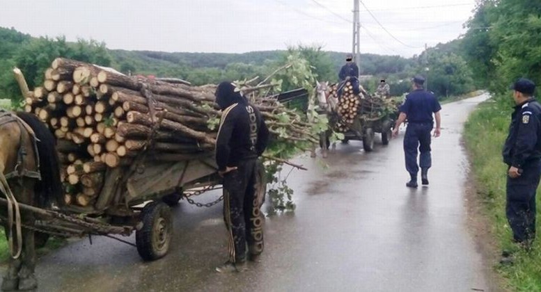 Tăieri ilegale în scădere în Caraş-Severin: Garda Forestieră atenţionează primăriile să-şi păzească pădurile Tăieri ilegale în scădere în Caraş-Severin: Garda Forestieră atenţionează primăriile să-şi păzească pădurile