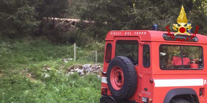 Muncitor român zdrobit de un copac în Italia Muncitor român zdrobit de un copac în Italia