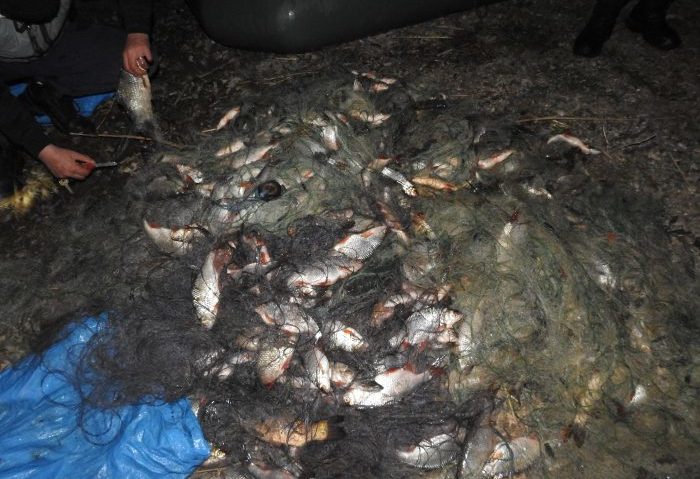 Deşi prohibiţie, se încalcă legea! Peşte la discreţie din Lacul Secu cu buna ştiinţă a AJVPS Caraş-Severin Deşi prohibiţie, se încalcă legea! Peşte la discreţie din Lacul Secu cu buna ştiinţă a AJVPS Caraş-Severin