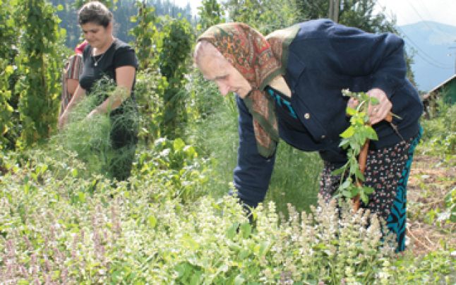 Caraş-Severin, un judeţ bogat în plante medicinale: Direcţia silvică dă startul licitaţiilor de profil