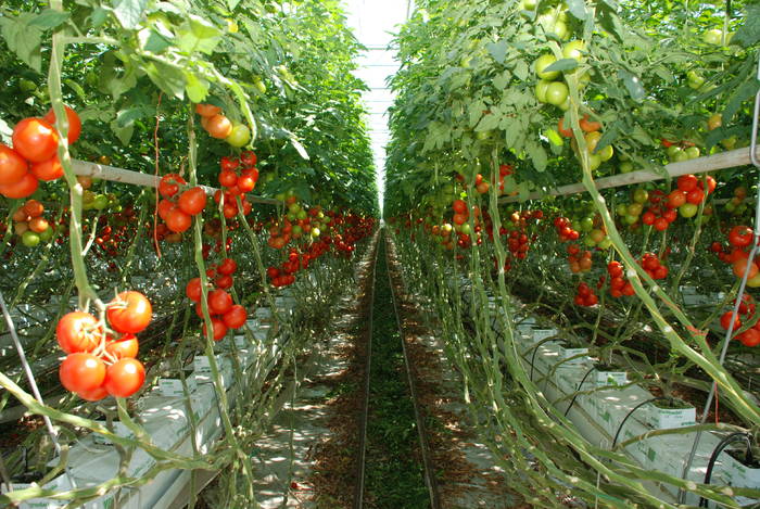 Subvenții pentru culturile de tomate Subvenții pentru culturile de tomate