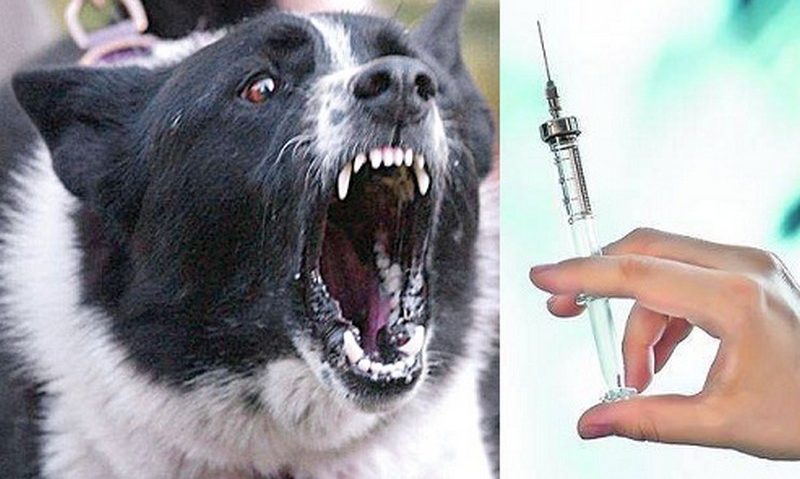 Vaccinare antirabică gratuită pentru câini şi pisici Vaccinare antirabică gratuită pentru câini şi pisici