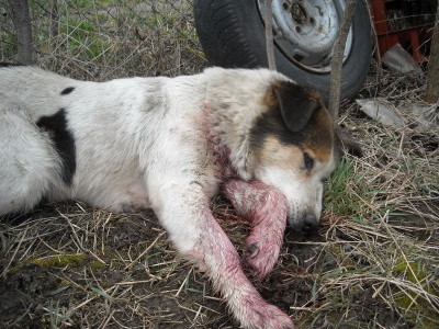 Câini morţi la Bocşa. Poliţia şi Direcţia sanitar-veterinară Caraş-Severin instrumentează incidentul Câini morţi la Bocşa. Poliţia şi Direcţia sanitar-veterinară Caraş-Severin instrumentează incidentul