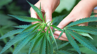 O badantă româncă de 22 de ani și bătrânul pe care îl îngrijea arestați pentru posesie de arme și cultivare de cannabis