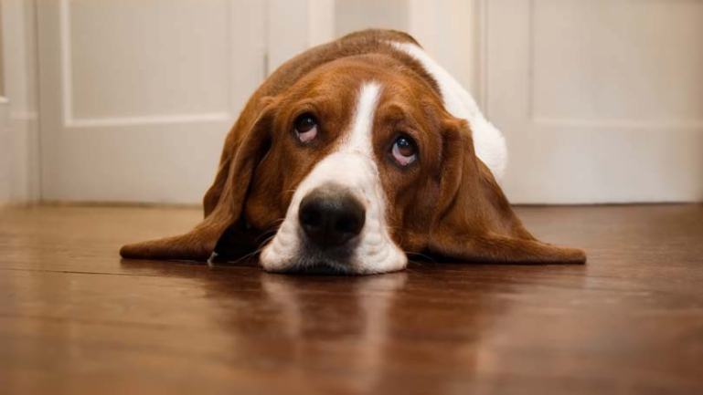 Temperaturile ridicate afectează grav sănătatea animalelor de companie Temperaturile ridicate afectează grav sănătatea animalelor de companie