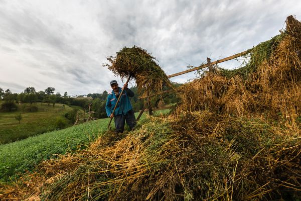 Plantele furajere din Caraş-Severin ameninţate de arşiţă Plantele furajere din Caraş-Severin ameninţate de arşiţă