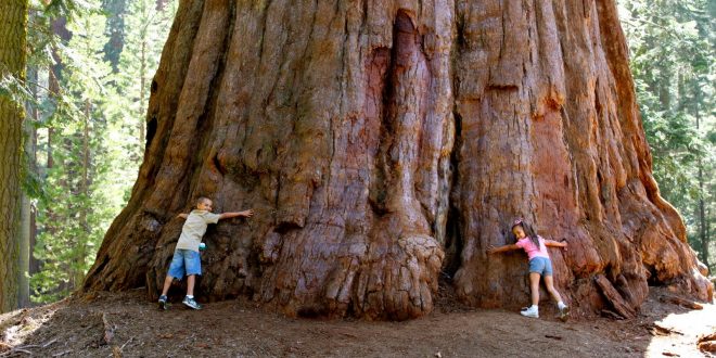 [VIDEO] Sequoia, arborele gigant care trăieşte 5.000 de ani, atracţie turistică în Caraş-Severin