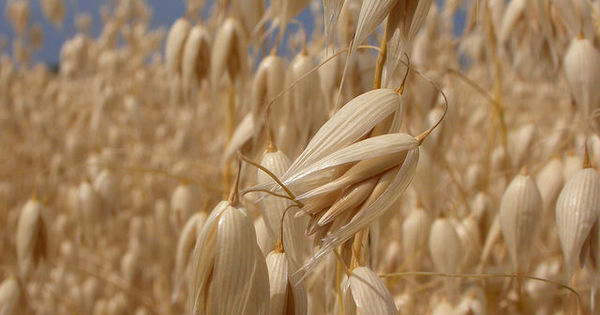 Recoltele în parametrii optimi: Păioasele în topul agricultorilor din Caraş-Severin Recoltele în parametrii optimi: Păioasele în topul agricultorilor din Caraş-Severin