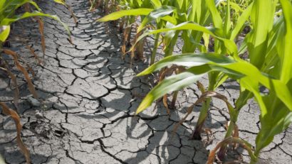 [AUDIO] Seceta ar putea să reducă producția agricolă cu până la 15%, susţin experţii în domeniu, dar în Caraş-Severin NU sunt probleme