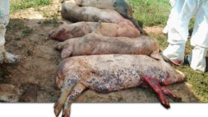 Focar de pestă porcină africană confirmat la Berzovia: peste 3.000 de porci sacrificați!