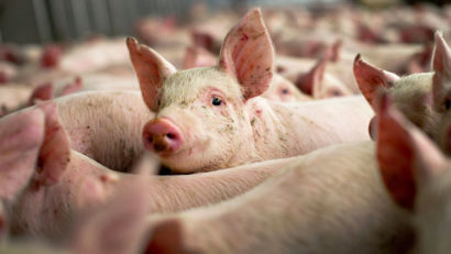 Judeţul Caraş-Severin nu este afectat de apariţia focarelor de pestă porcină din nordul României