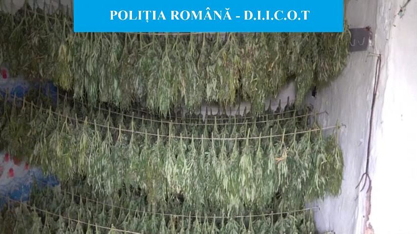 Două tone de cannabis descoperite într-un sat din Mehedinți Două tone de cannabis descoperite într-un sat din Mehedinți