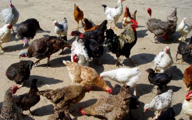 Păsările de curte la… vaccin Păsările de curte la… vaccin