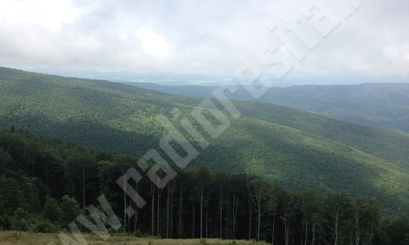 Ample lucrări de regenerări naturale la Văliug Ample lucrări de regenerări naturale la Văliug