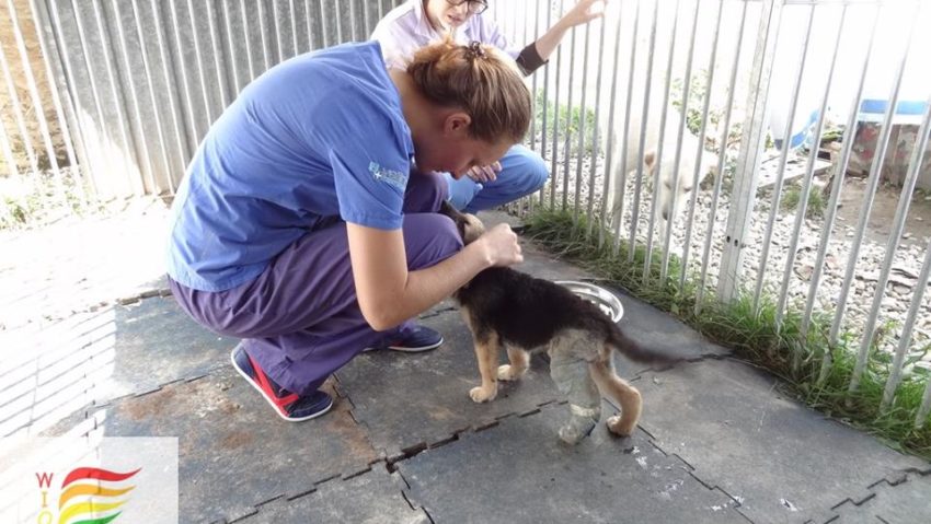 Sterilizare și castrare gratuite pentru patrupedele cărășenilor Sterilizare și castrare gratuite pentru patrupedele cărășenilor