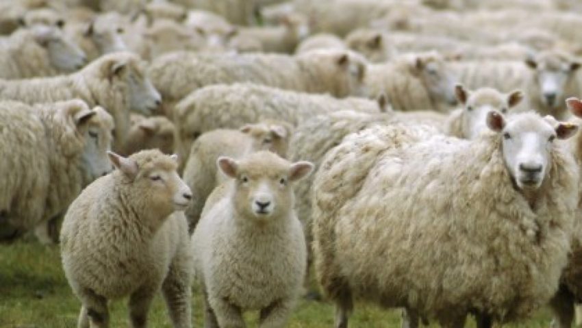 Vermeş, comuna crescătorilor de animale Vermeş, comuna crescătorilor de animale