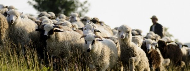 Crescătorii de ovine din Caraş-Severin chiar dacă ar vrea nu au unde preda lâna colectată de la animalele avute în gospodărie Crescătorii de ovine din Caraş-Severin chiar dacă ar vrea nu au unde preda lâna colectată de la animalele avute în gospodărie