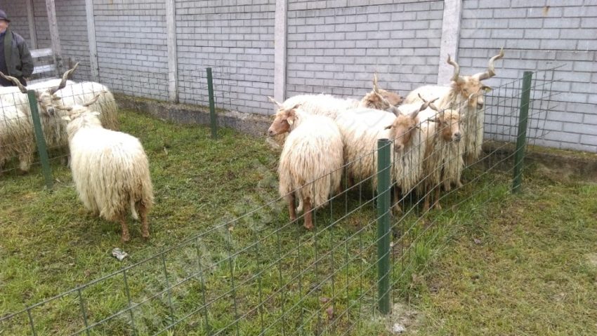 Cu oile la INDAGRA: Oficialii Direcţiei pentru Agricultură Caraş-Severin speră într-o rezolvare a situaţiei Cu oile la INDAGRA: Oficialii Direcţiei pentru Agricultură Caraş-Severin speră într-o rezolvare a situaţiei