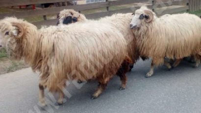 Nemulţumirile crescătorilor de ovine din România, prezentate astăzi într-o conferinţă a Asociaţiei Profesionale a Ciobanilor