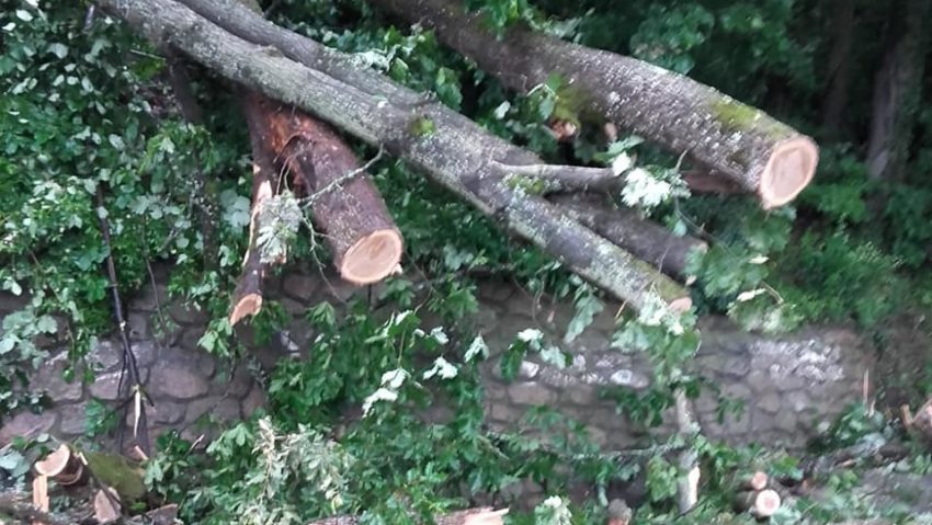 Probleme în judeţul Arad, unde mai mulţi arbori au căzut la pământ Probleme în judeţul Arad, unde mai mulţi arbori au căzut la pământ