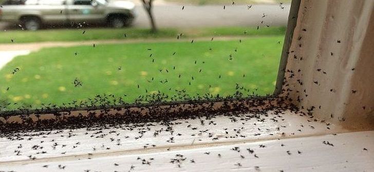 [AUDIO] Banatul sub invazia insectelor periculoase: Muştele şi ţânţarii, deosebit de agresivi!