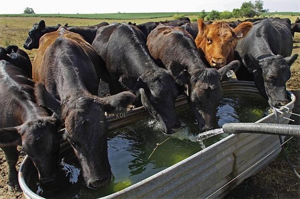 [AUDIO] DSVSA Caraş-Severin atrage atenţia fermierilor: Adăparea corespunzătoare a animalelor, extrem de importantă!