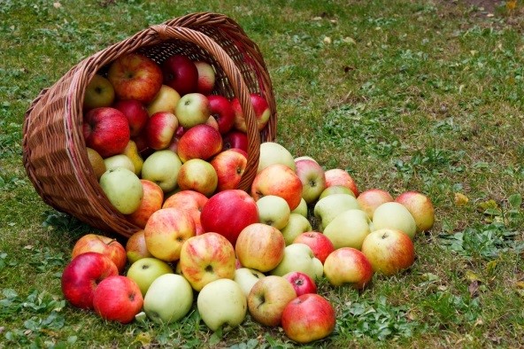 [AUDIO] Agricultura ecologică, viitorul fermierilor şi legumicultorilor din Caraş-Severin