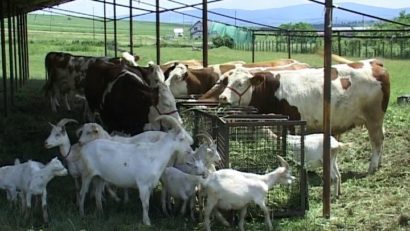 Sprijin financiar pentru crescătorii de animale