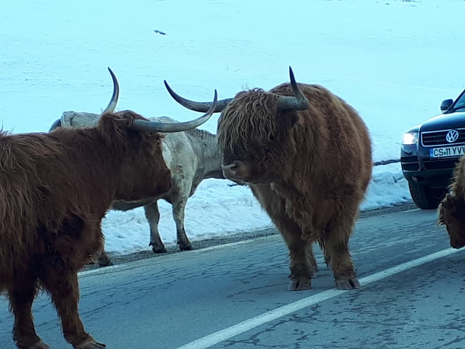 [FOTO] Podoabele Banatului lăsate în drumul mare. O cireadă se plimba