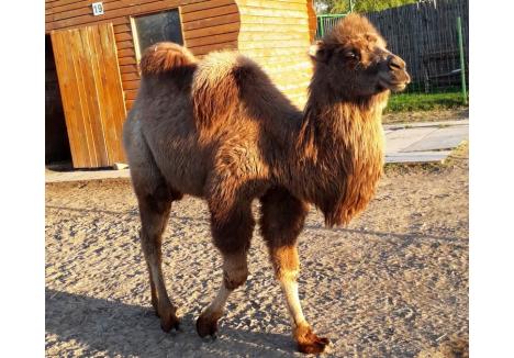 [AUDIO] Grădina zoologică din Reşiţa îşi va îmbogăţi colecţia de animale
