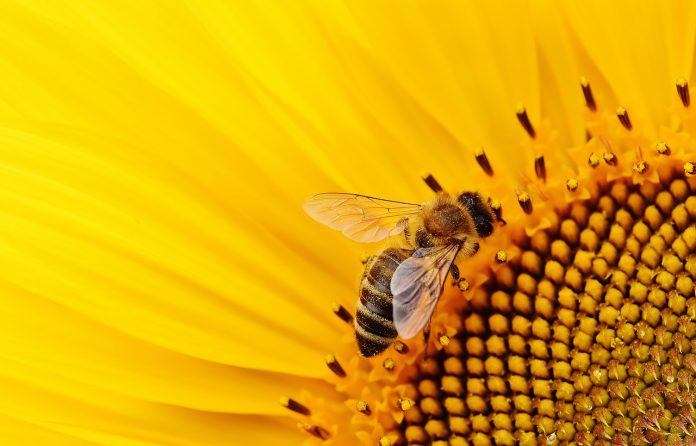 [AUDIO] Ida Şuţa: Comisia Europeană interzice României folosirea pesticidelor care omoară albinele