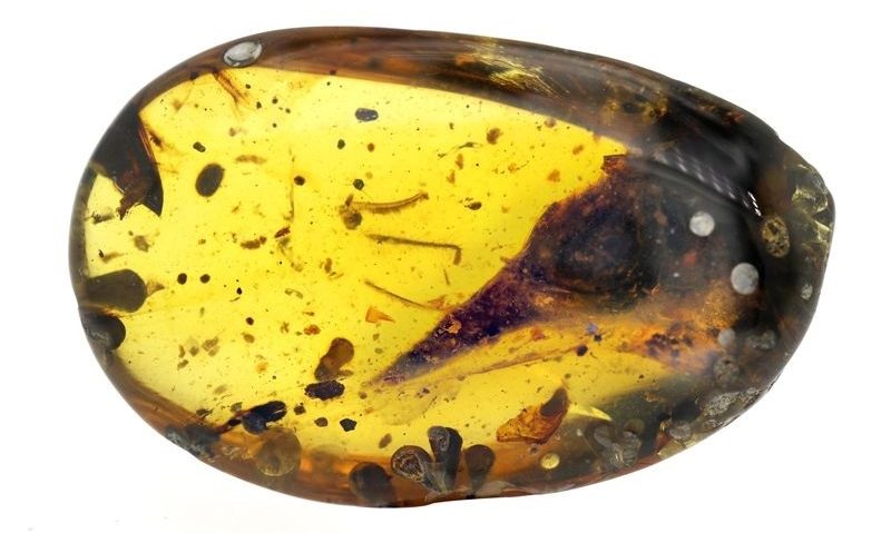 Craniul unui dinozaur de dimensiunea unui colibri, conservat 100 de milioane de ani în chihlimbar, descoperit în Myanmar Craniul unui dinozaur de dimensiunea unui colibri, conservat 100 de milioane de ani în chihlimbar, descoperit în Myanmar
