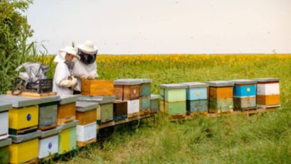 Peste 90 la sută din crescătorii de albine din Caraş-Severin şi-au depus la Direcţia pentru Agricultură cererile pentru ajutorul de stat