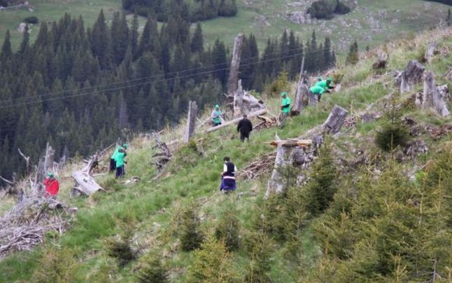 [AUDIO] Direcţia Silvică a judeţului Caraş-Severin a investit 1,7 milioane de lei în plantarea a 800.000 de puieţi forestieri în această primăvară