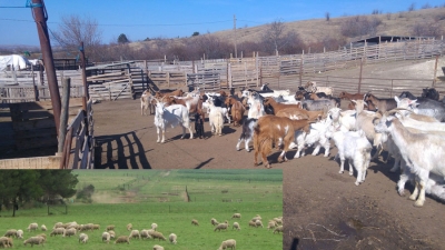 [UPDATE] Teste gratuite pentru scrapie la ovine şi caprine, dar în anumite condiţii