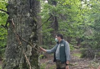 [AUDIO] Ministrul Mediului, Apelor şi Pădurilor vrea să dubleze suprafaţa pădurilor virgine din România începând din Caraş-Severin