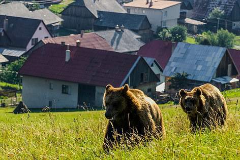 Sătenii şi fermierii din zonele de munte primesc bani de la stat pentru a-şi proteja de jivinele pădurii casele şi gospodăriile Sătenii şi fermierii din zonele de munte primesc bani de la stat pentru a-şi proteja de jivinele pădurii casele şi gospodăriile