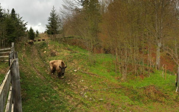 [AUDIO] Echipă de intervenţie la Armeniş: Primăria comunei cărăşene sprijină implicarea WWF România în zonă şi asigură protecţia sătenilor