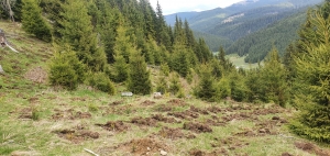 [AUDIO] Preluarea în pază a pădurilor private cu suprafeţe mici, continuă şi în Caraş-Severin