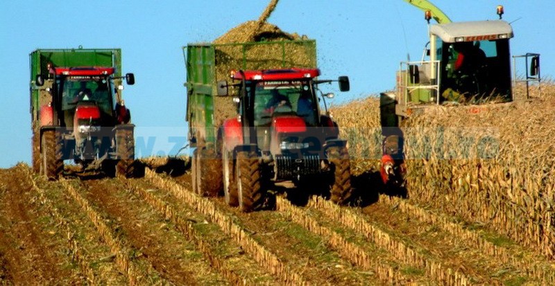 [AUDIO] Campania agricolă de toamnă, în plină desfăşurare în Caraş-Severin. Producţiile la hectar, foarte bune!