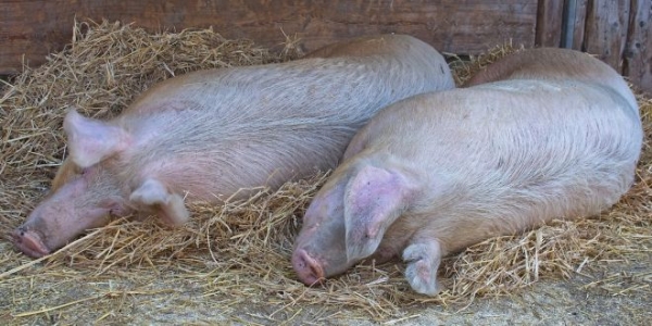 [AUDIO] Focar de pestă porcină africană confirmat la Sacu: 16 localităţi din Caraş-Severin şi Timiş, plasate în zona de protecţie!