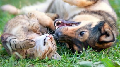 Noile prevederi care dublează sau triplează pedepsele pentru cruzime faţă de animale au intrat în vigoare